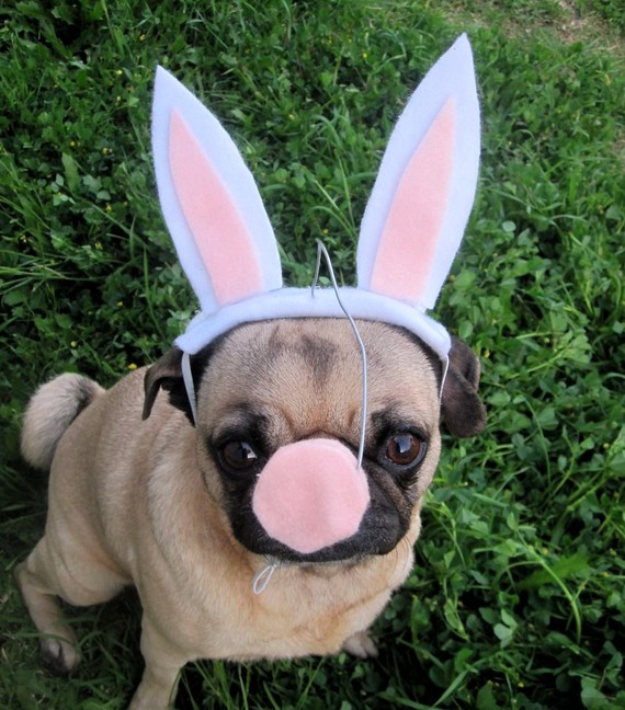 dogs with bunny ears
