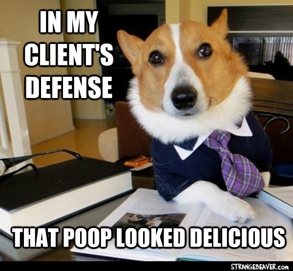 lawyer dog meme