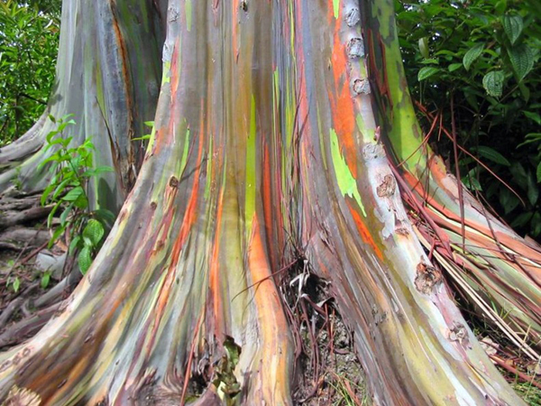rainbow-eucalyptus