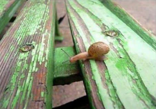 funny snail pictures