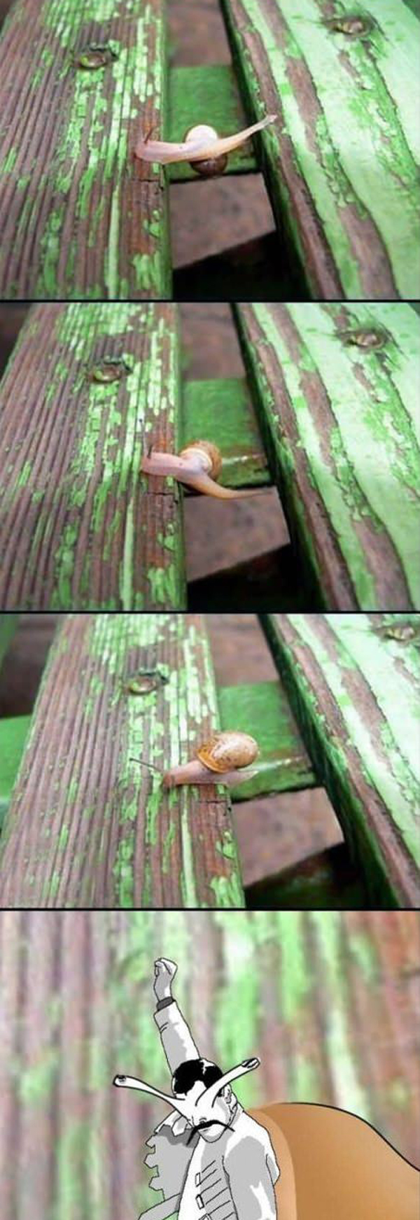 funny snail pictures