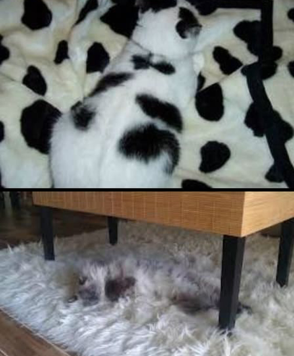 Cat Camouflage