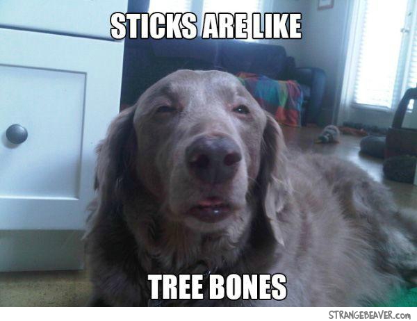 stoned dog meme