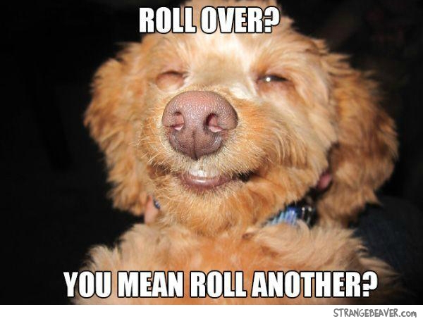 stoned dog meme