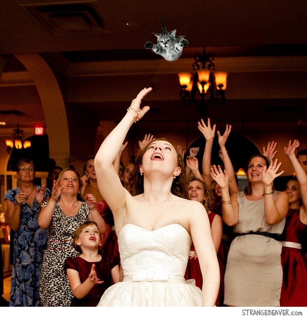 bride throwing cat