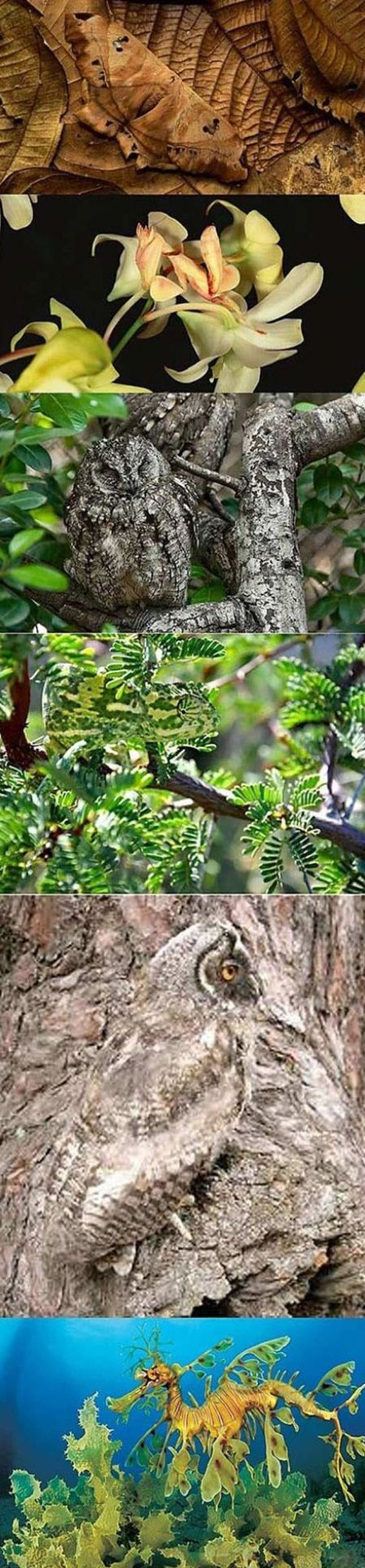 cool animal camouflage