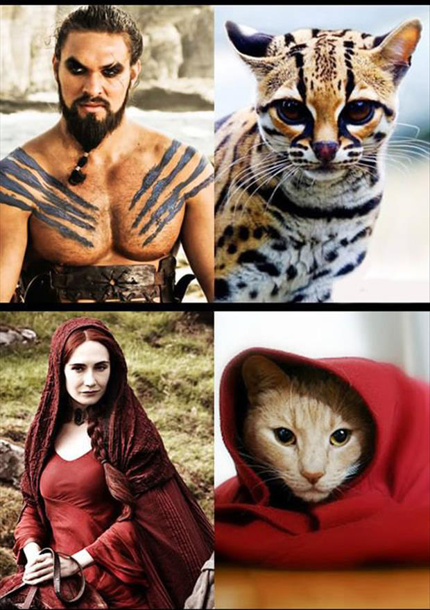 cats as game of thrones characters