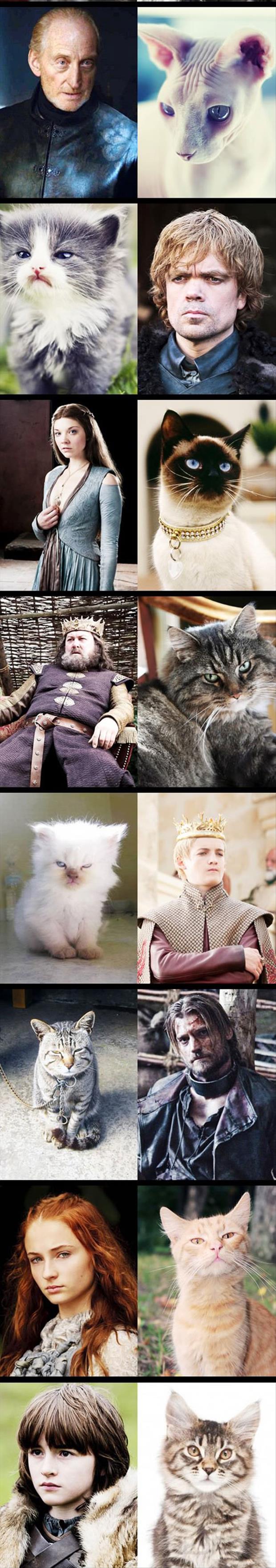 cats as game of thrones characters