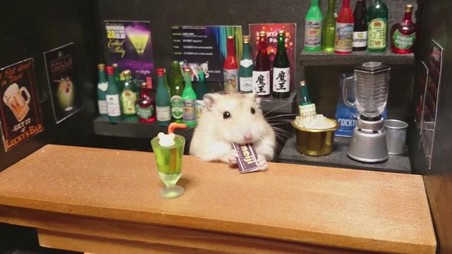 cute tiny hamster bartender