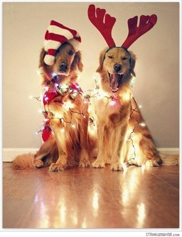 Funny Christmas Picture