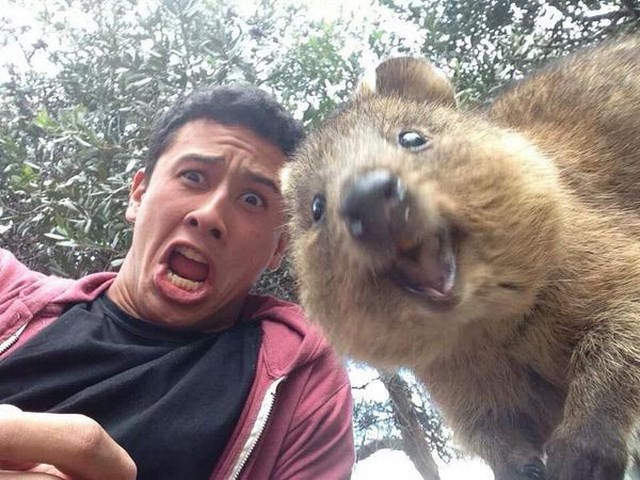 Funny Quokka Selfie