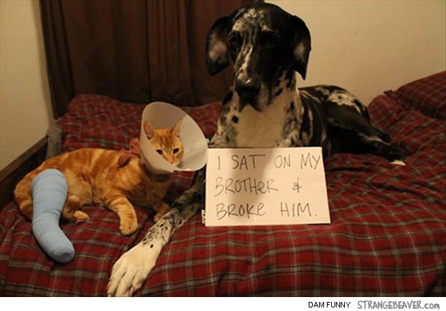 Funny pet shaming