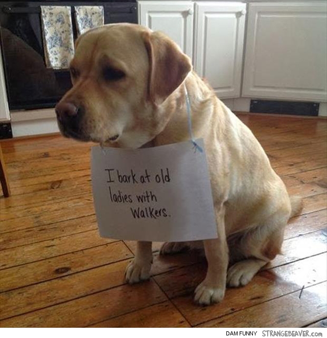 Funny pet shaming