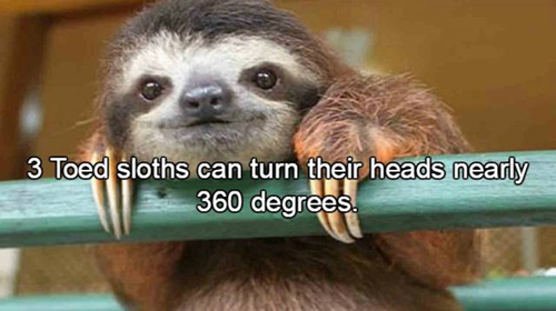 Fun Facts About Sloths - Strange Beaver