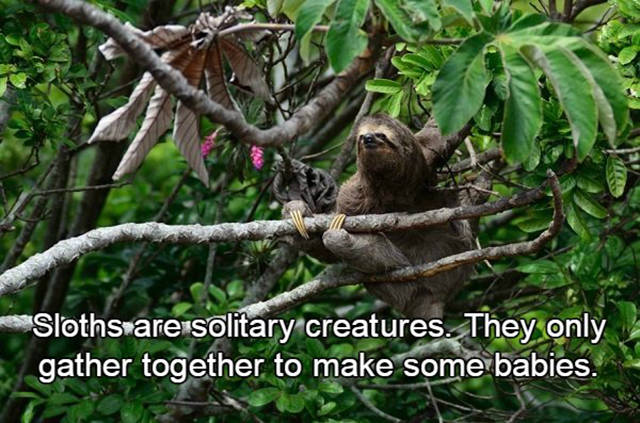 Interesting facts about sloths