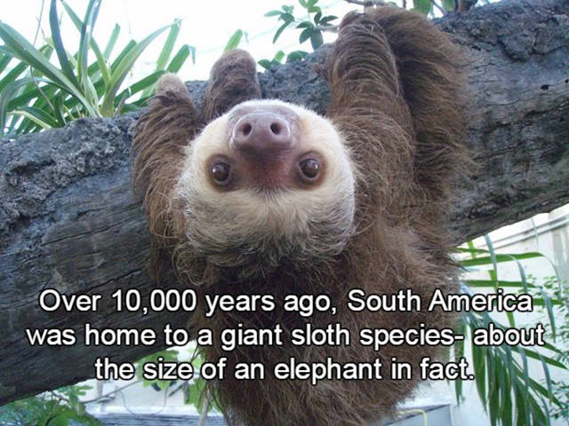 Interesting facts about sloths